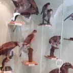 Magyar Természettudományi Múzeum Mátra Múzeuma Gyöngyös - Belső