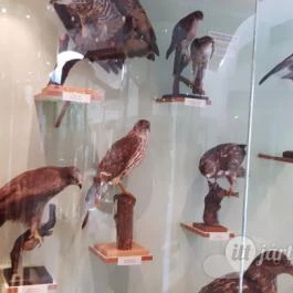 Magyar Természettudományi Múzeum Mátra Múzeuma, Gyöngyös - Belső