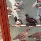 Magyar Természettudományi Múzeum Mátra Múzeuma Gyöngyös - Belső