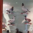 Magyar Természettudományi Múzeum Mátra Múzeuma Gyöngyös - Belső