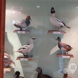 Magyar Természettudományi Múzeum Mátra Múzeuma, Gyöngyös - Belső