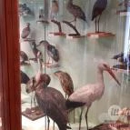 Magyar Természettudományi Múzeum Mátra Múzeuma Gyöngyös - Belső