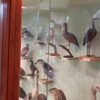 Magyar Természettudományi Múzeum Mátra Múzeuma Gyöngyös - Belső