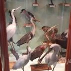 Magyar Természettudományi Múzeum Mátra Múzeuma Gyöngyös - Belső