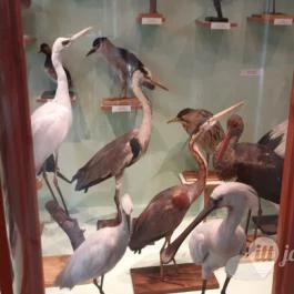 Magyar Természettudományi Múzeum Mátra Múzeuma, Gyöngyös - Belső