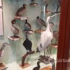 Magyar Természettudományi Múzeum Mátra Múzeuma Gyöngyös - Belső