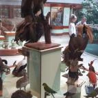 Magyar Természettudományi Múzeum Mátra Múzeuma Gyöngyös - Belső