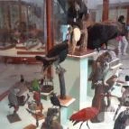 Magyar Természettudományi Múzeum Mátra Múzeuma Gyöngyös - Belső