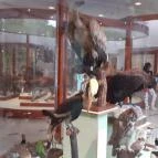 Magyar Természettudományi Múzeum Mátra Múzeuma Gyöngyös - Belső