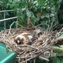 Magyar Természettudományi Múzeum Mátra Múzeuma, Gyöngyös - Belső