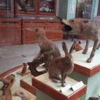 Magyar Természettudományi Múzeum Mátra Múzeuma Gyöngyös - Belső