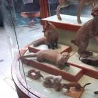 Magyar Természettudományi Múzeum Mátra Múzeuma Gyöngyös - Egyéb