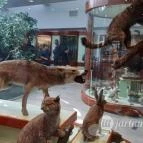 Magyar Természettudományi Múzeum Mátra Múzeuma Gyöngyös - Belső