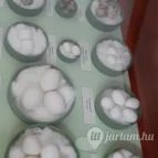 Magyar Természettudományi Múzeum Mátra Múzeuma Gyöngyös - Belső