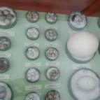 Magyar Természettudományi Múzeum Mátra Múzeuma Gyöngyös - Belső