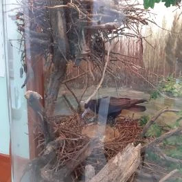 Magyar Természettudományi Múzeum Mátra Múzeuma, Gyöngyös - Belső