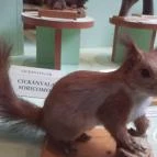 Magyar Természettudományi Múzeum Mátra Múzeuma Gyöngyös - Belső