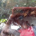 Magyar Természettudományi Múzeum Mátra Múzeuma Gyöngyös - Belső