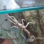 Magyar Természettudományi Múzeum Mátra Múzeuma Gyöngyös - Belső