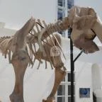 Magyar Természettudományi Múzeum Mátra Múzeuma Gyöngyös - Külső kép