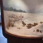 Magyar Természettudományi Múzeum Mátra Múzeuma Gyöngyös - Belső