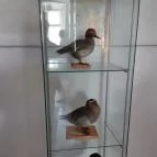 Magyar Természettudományi Múzeum Mátra Múzeuma Gyöngyös - Belső