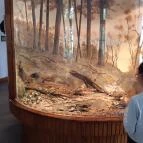 Magyar Természettudományi Múzeum Mátra Múzeuma Gyöngyös - Belső