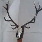 Magyar Természettudományi Múzeum Mátra Múzeuma Gyöngyös - Belső