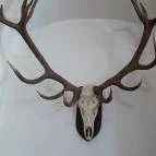 Magyar Természettudományi Múzeum Mátra Múzeuma Gyöngyös - Belső