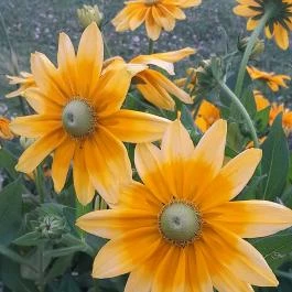 Margit-sziget, Budapest - Egyéb