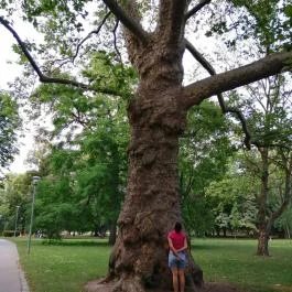 Margit-sziget, Budapest - Egyéb