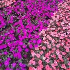 Margitszigeti szökőkút Budapest - Egyéb