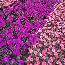 Margitszigeti szökőkút, Budapest - Egyéb