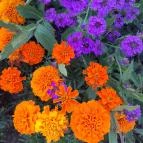 Margitszigeti szökőkút Budapest - Egyéb