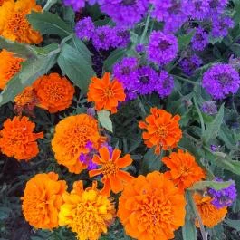 Margitszigeti szökőkút, Budapest - Egyéb