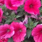 Margitszigeti szökőkút Budapest - Egyéb