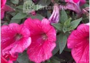 Margitszigeti szökőkút Budapest