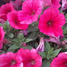 Margitszigeti szökőkút, Budapest - Egyéb