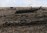 Nagymarosi Duna-part Nagymaros