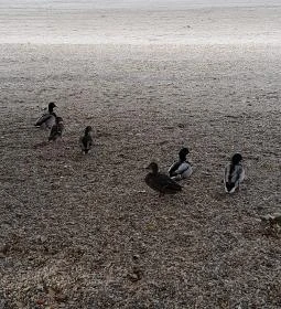 Nagymarosi Duna-part