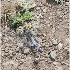 Őrtorony kilátó Tihany - Egyéb