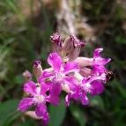 Őrtorony kilátó Tihany - Egyéb