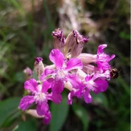 Őrtorony kilátó Tihany - Egyéb