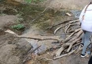 Paprikás-patak Solymár