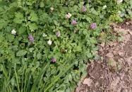 Jegenye-völgy Solymár