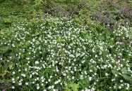 Jegenye-völgy Solymár