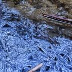 Paprikás-patak Solymár - Egyéb