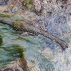 Paprikás-patak Solymár - Egyéb