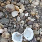 Partifecske Pilismarót - Egyéb