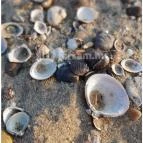 Partifecske Pilismarót - Egyéb